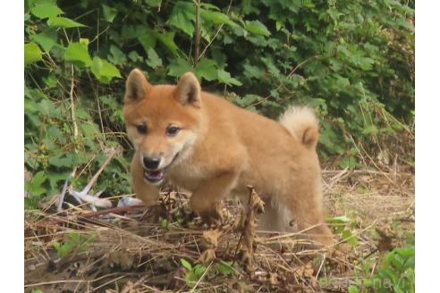 販売中の栃木県の柴犬-396198の5枚目